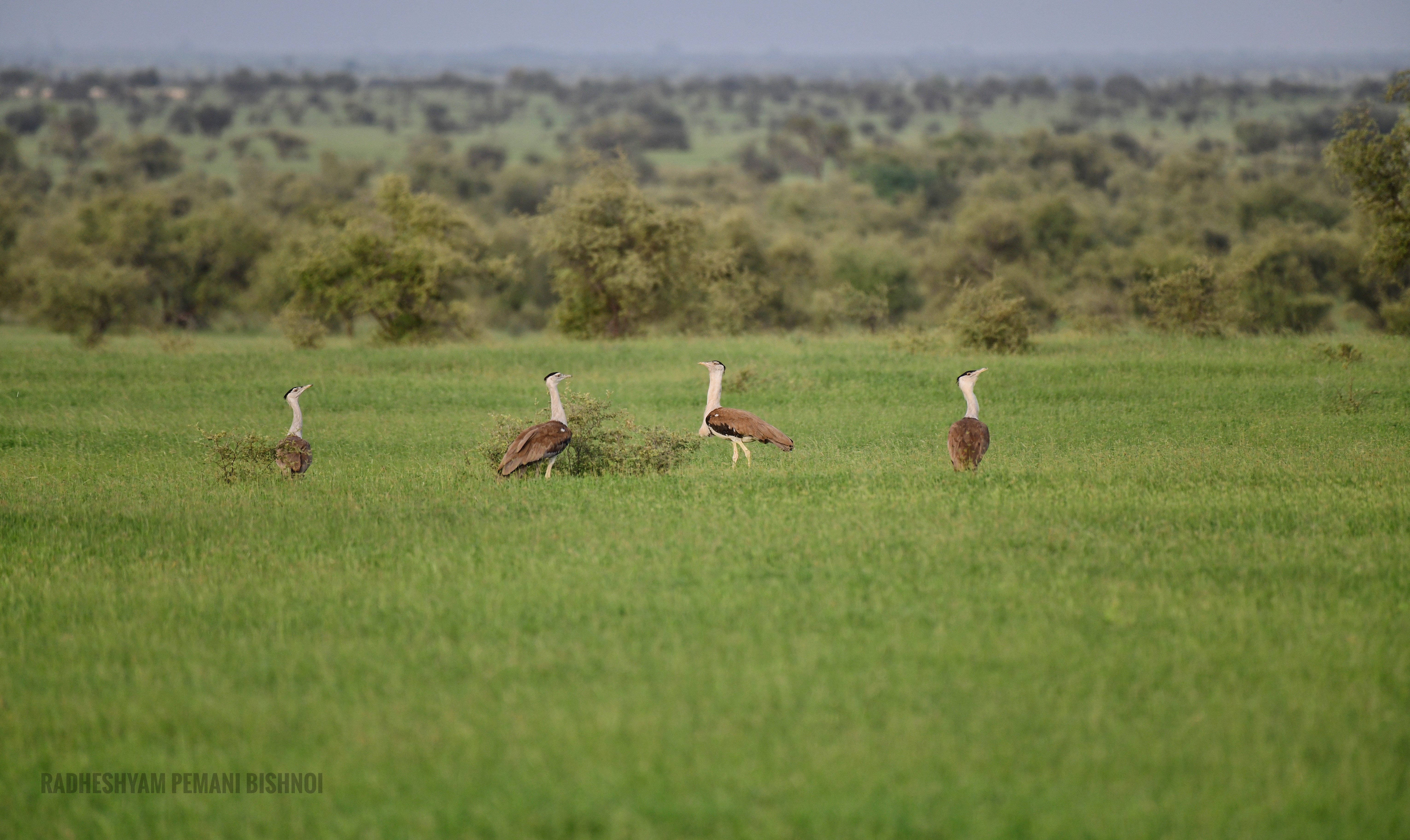 National Deesrt Park